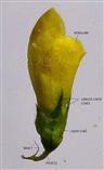  Floral bud